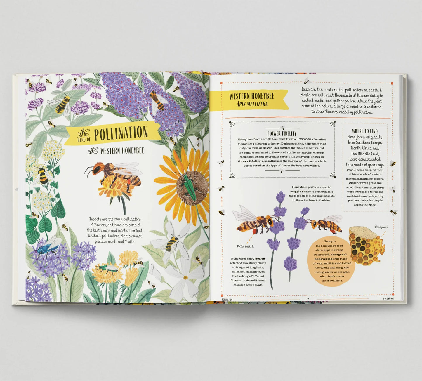 Buzz A Family Guide to Bugs and Bees and How to Spot Them