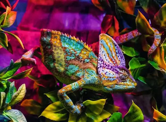 Chameleon - 500 Pieces