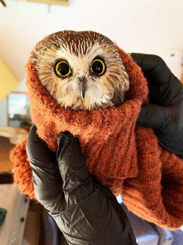 The Christmas Owl Based on the True Story of a Little Owl Named Rockefeller - Gideon Sterer, Ellen Kalish, Ramona Kaulitzki