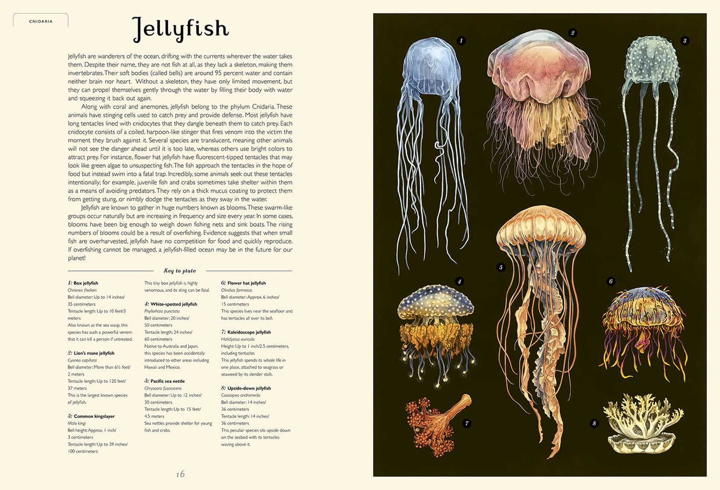 Oceanarium: Welcome to the Museum Hardcover