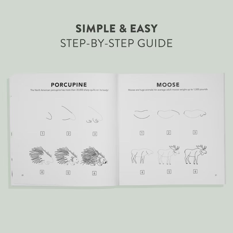 How to Draw Woodland Creatures for Kids