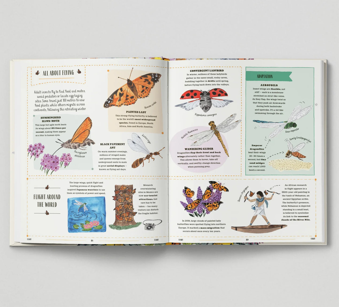 Buzz A Family Guide to Bugs and Bees and How to Spot Them