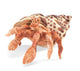 Hermit Crab
