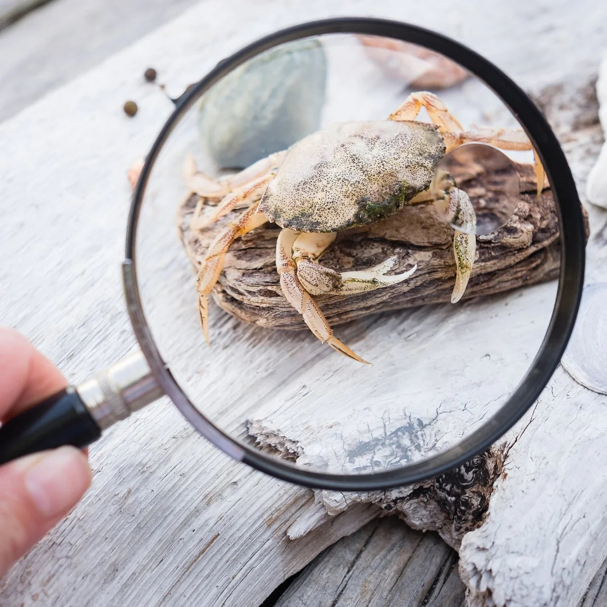 Moulin Roty Magnifying Glass